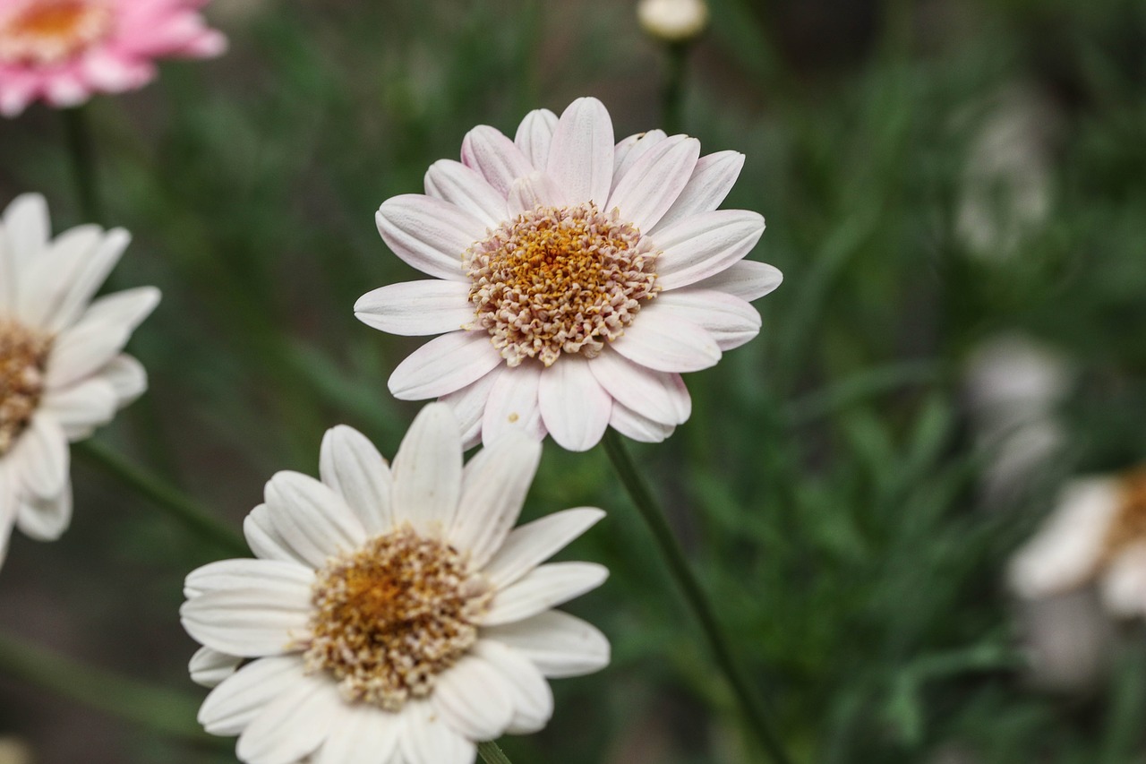 flower nature garden free photo