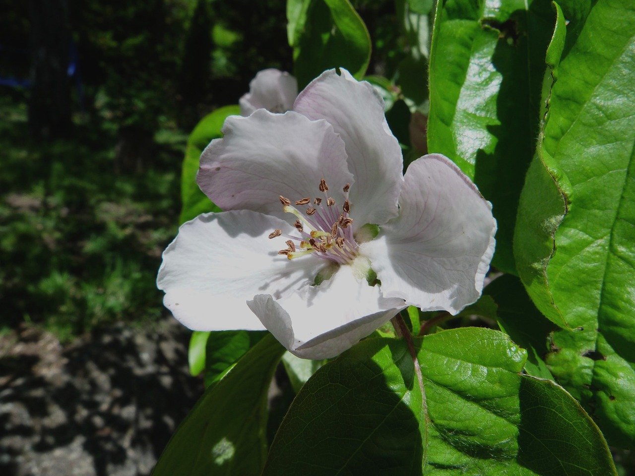 flower nature spring free photo