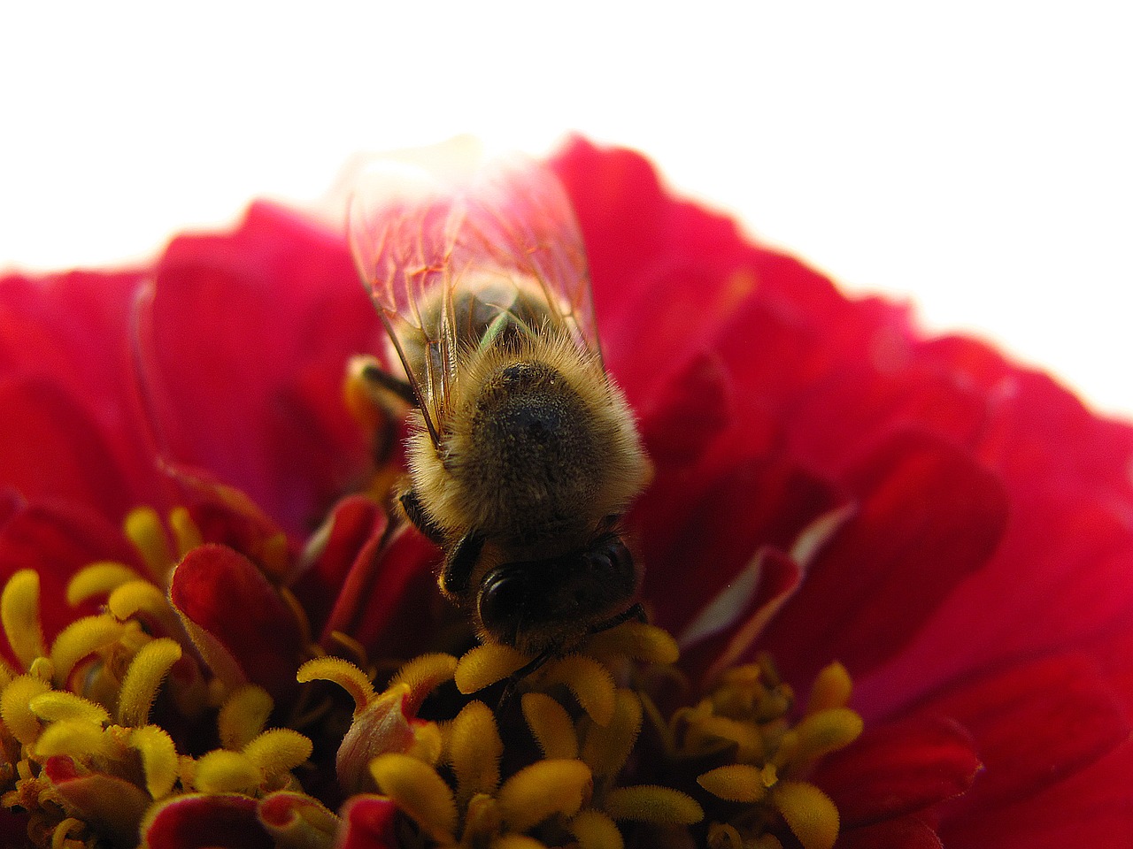 flower bee living nature free photo