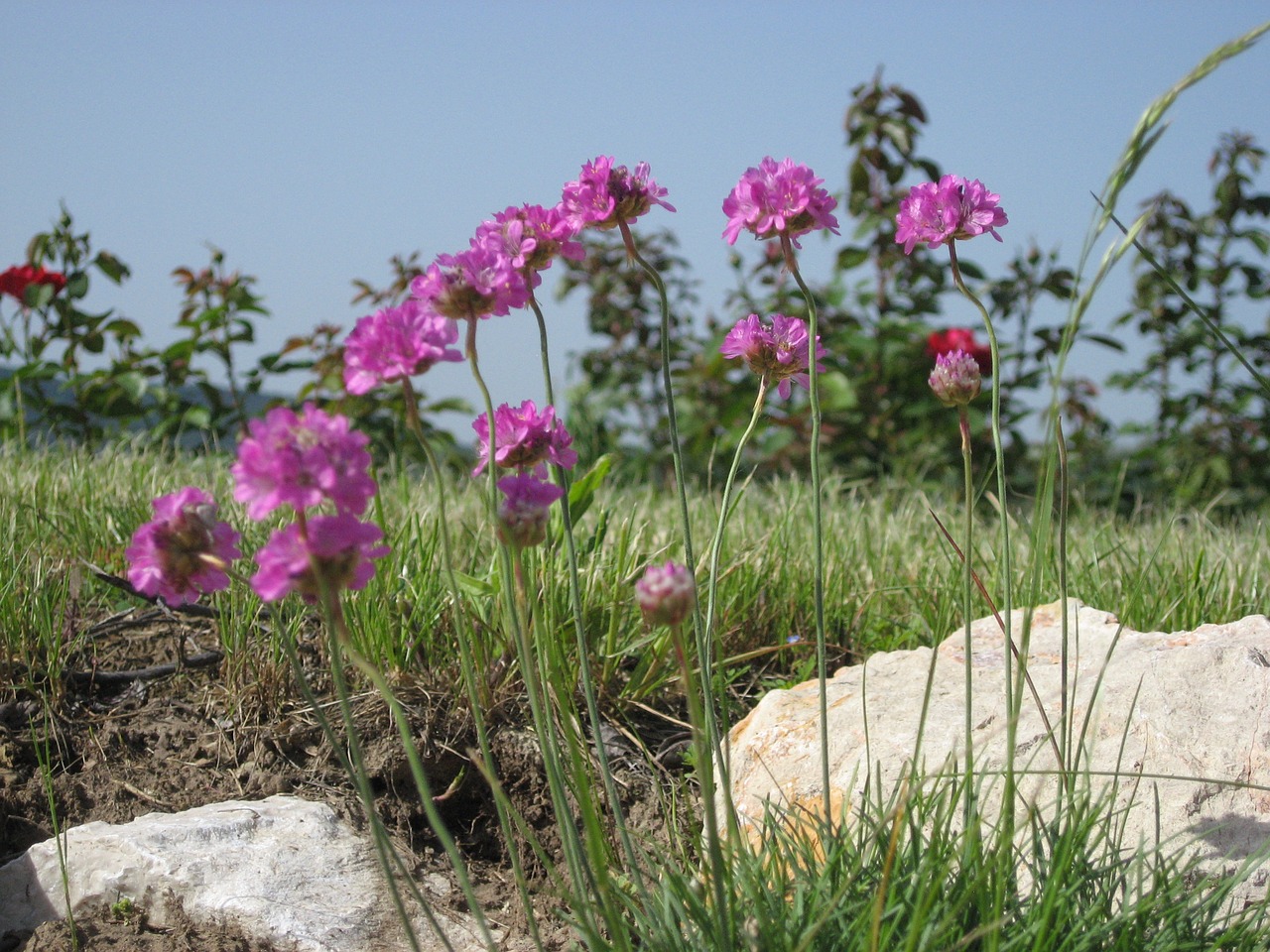 flower garden blossom free photo