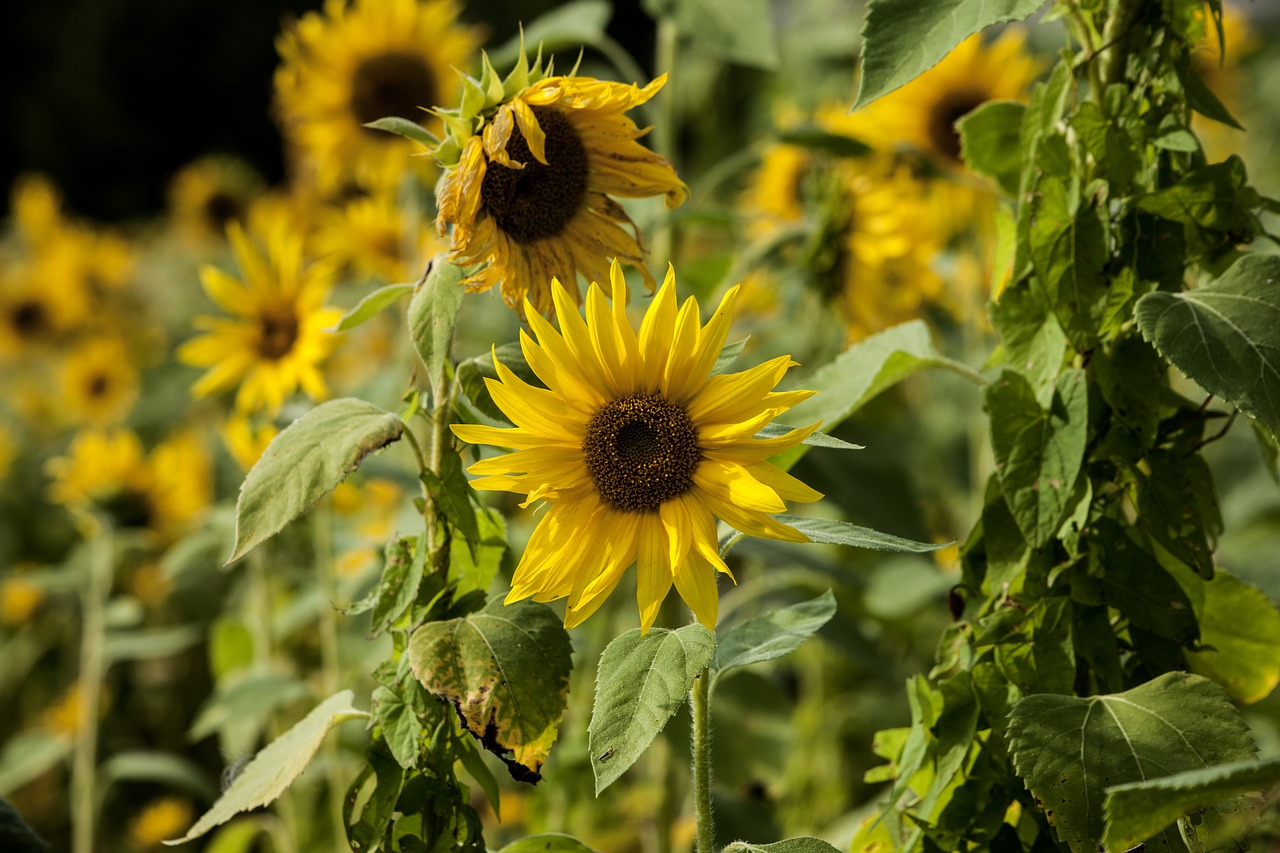 flower sun flower yellow free photo