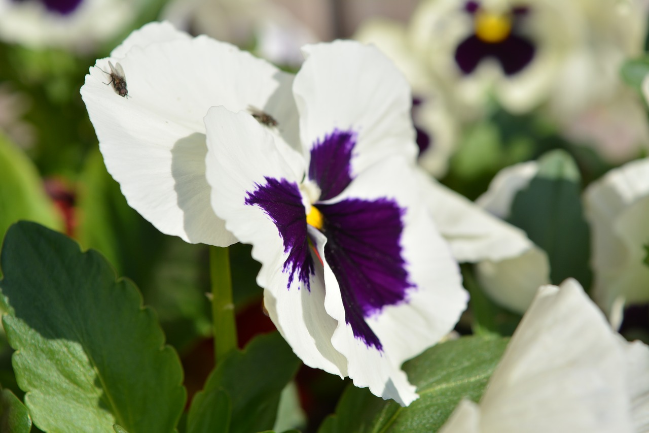 flower pansy spring free photo