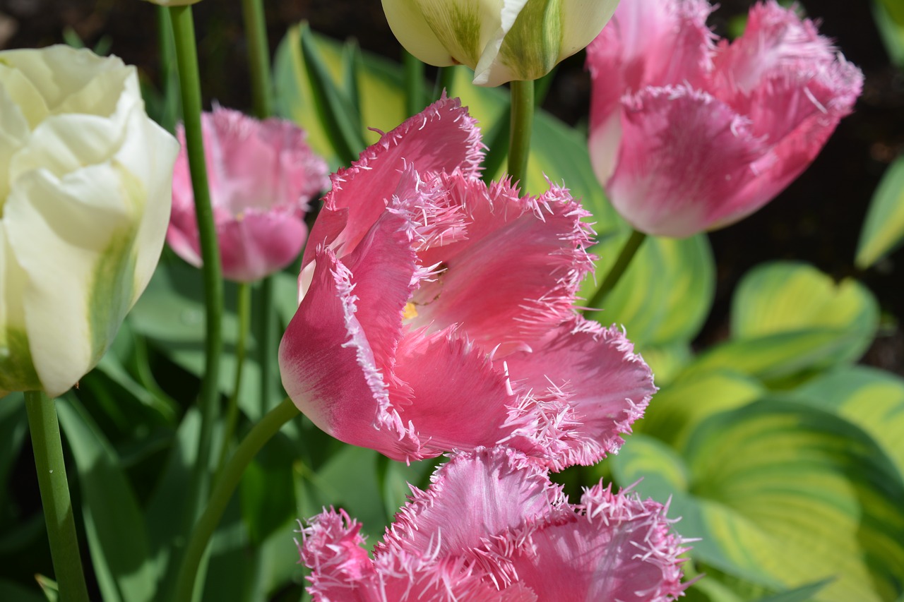 flower tulip pink free photo