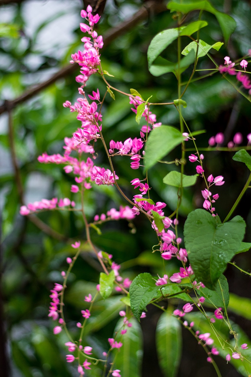 flower tree nature free photo