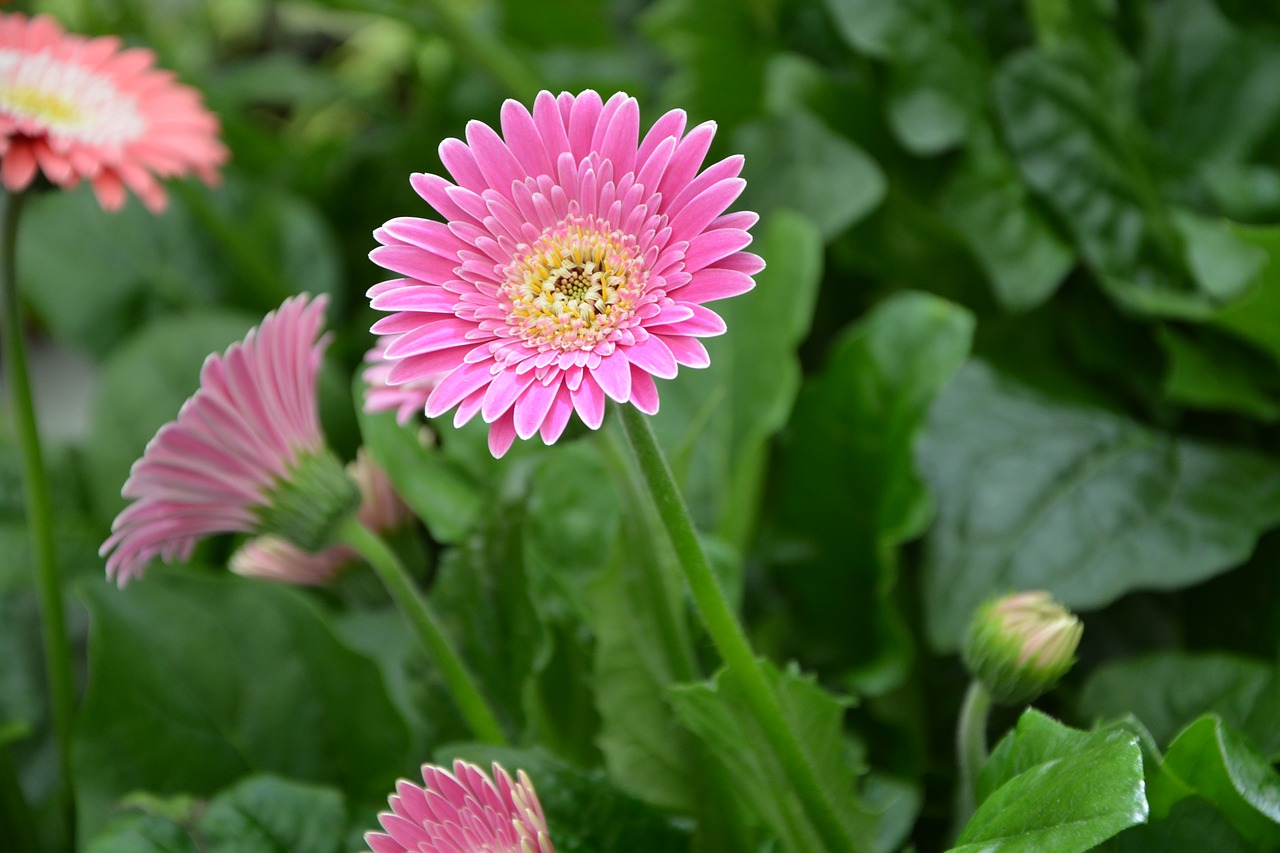 flower bright pink white petals free photo