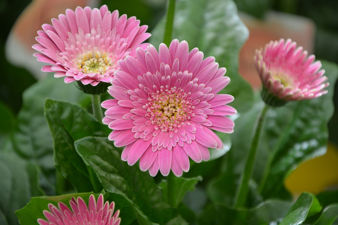 flower bright pink yellow petals free photo