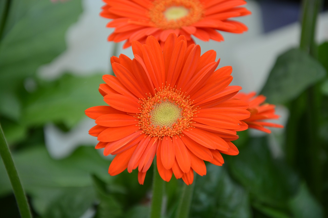 flower orange yellow petals free photo