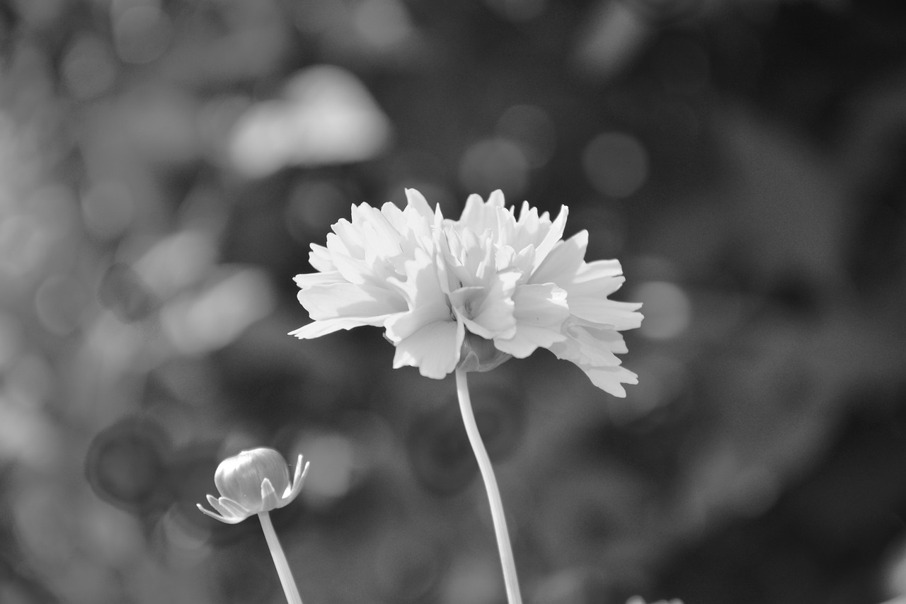 flower massif planter photo black white free photo