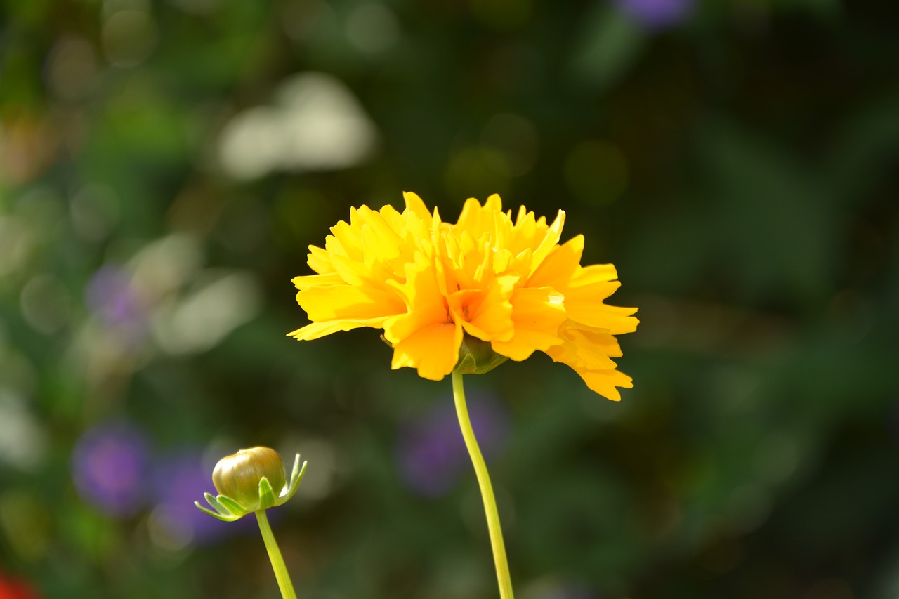 flower yellow sun free photo