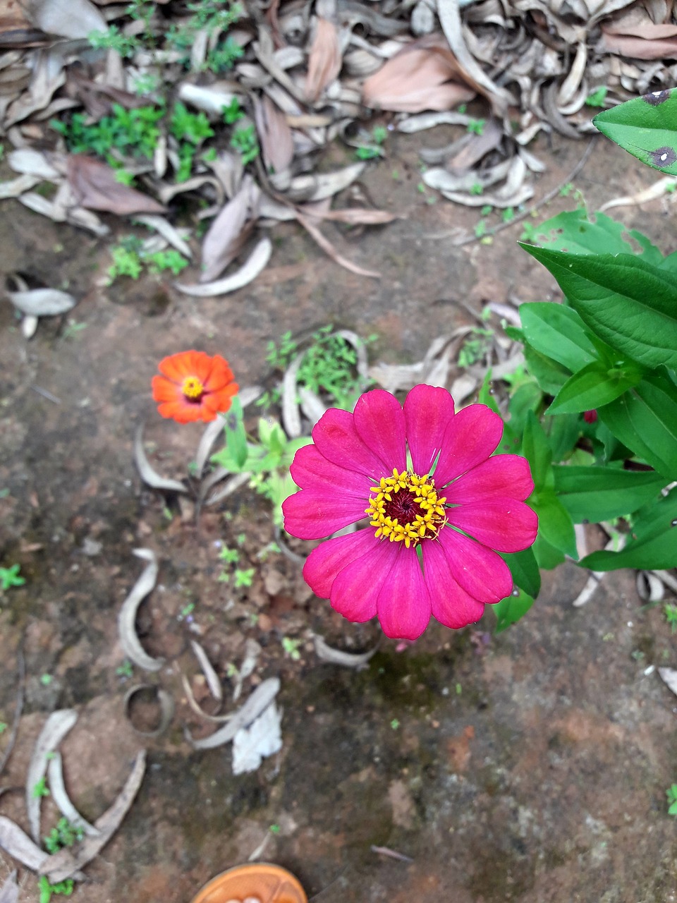 flower pink street flower free photo