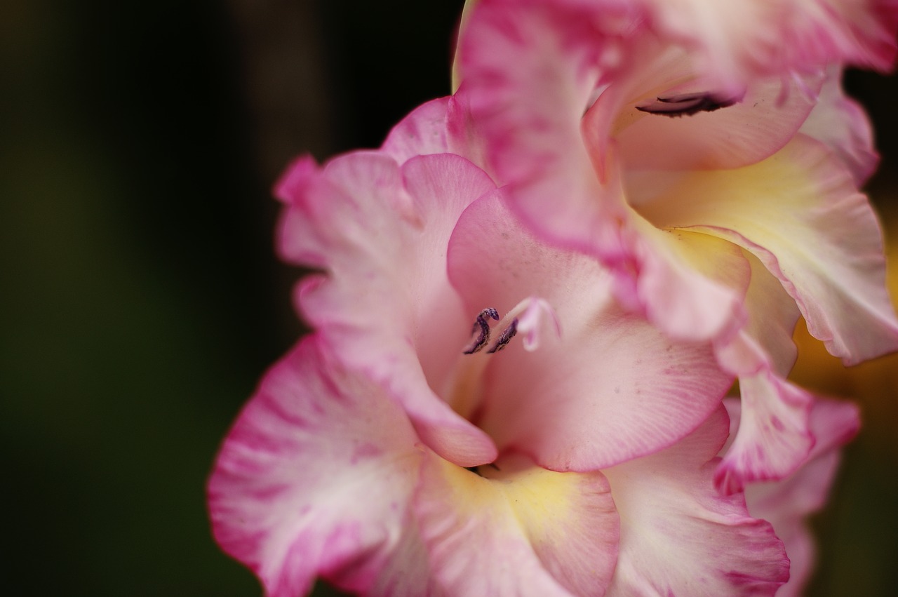 flower pink nature free photo