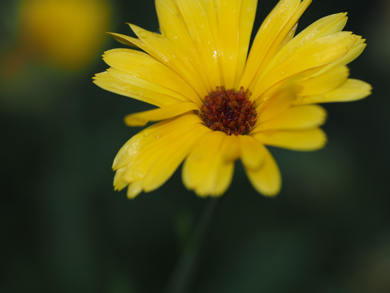 flower yellow summer free photo