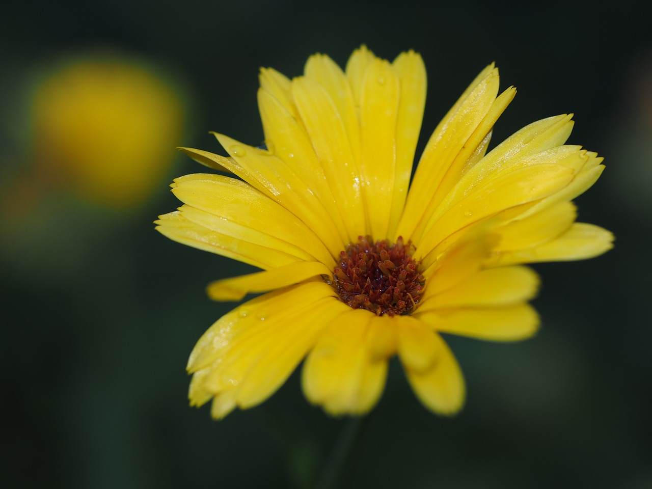 flower yellow summer free photo