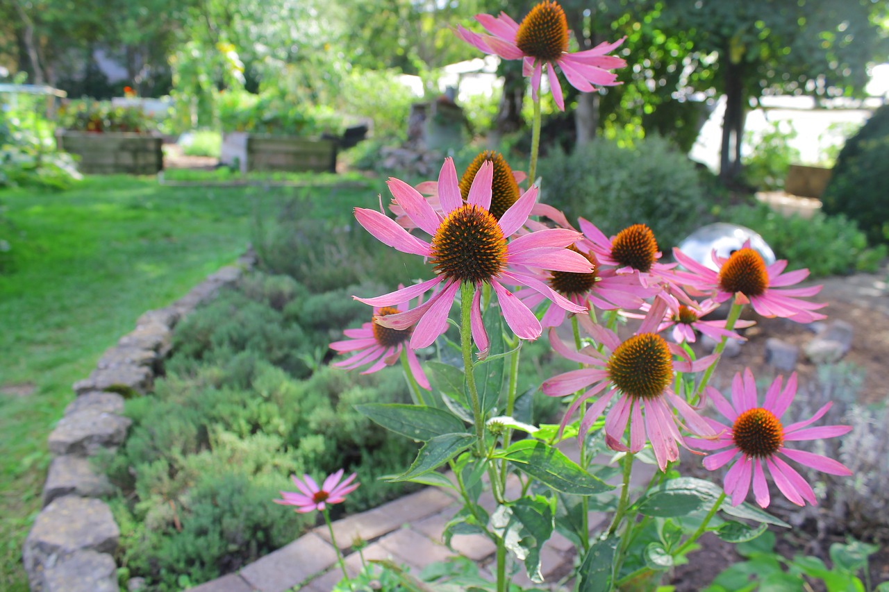 flower pink pink flowers free photo