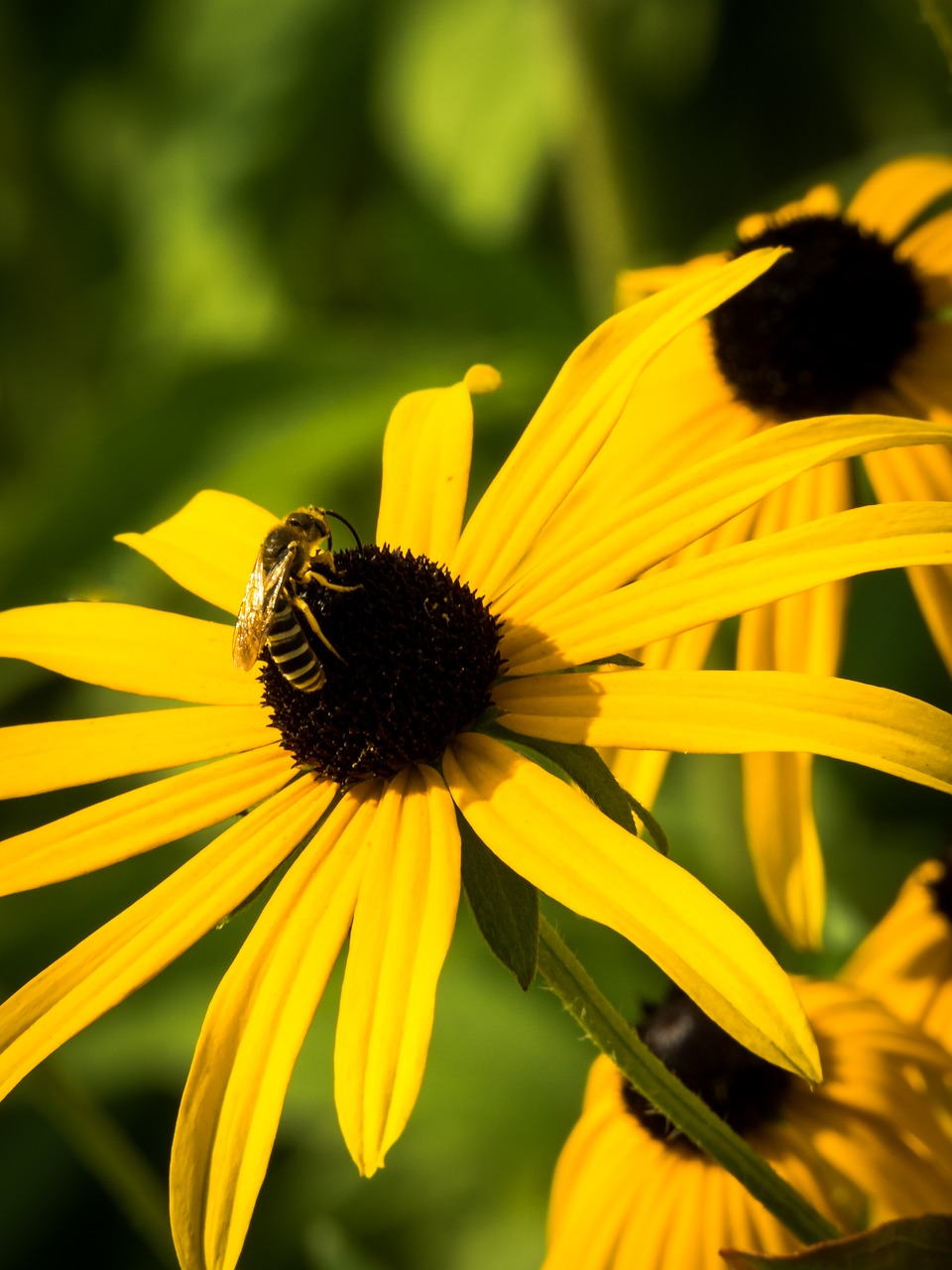 flower yellow nature free photo