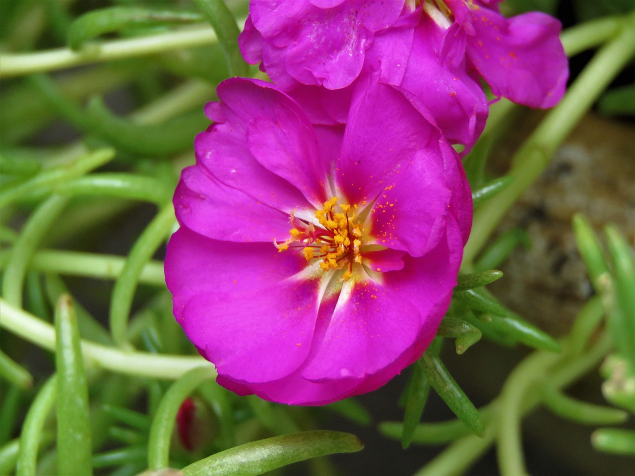 flower macro purple and white free photo