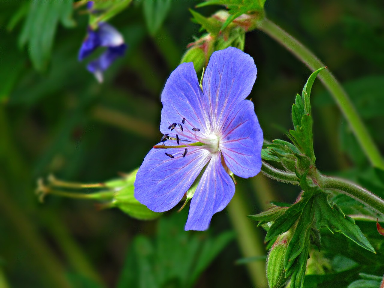 flower grasshopper plant free photo