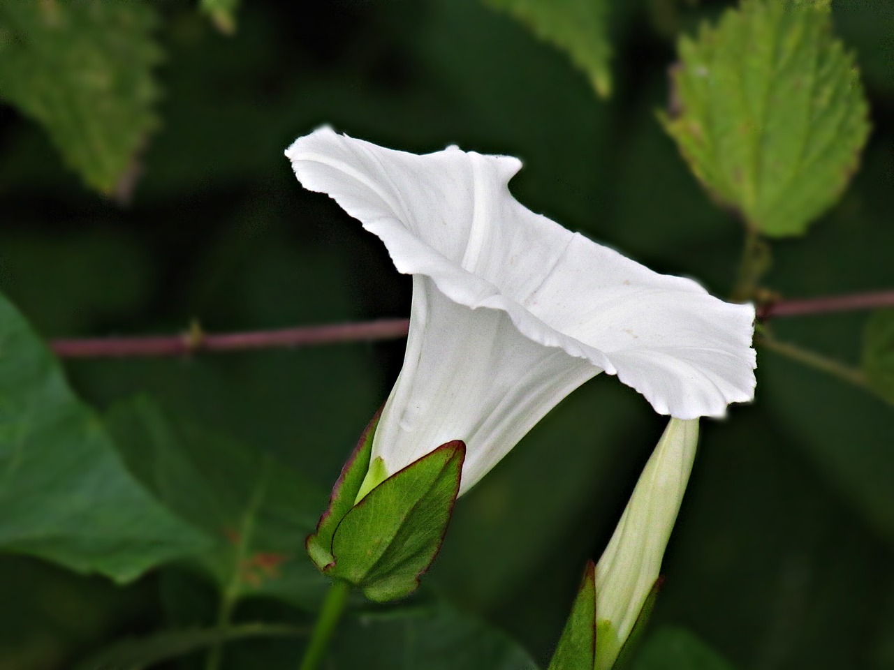 flower white bindweed free photo