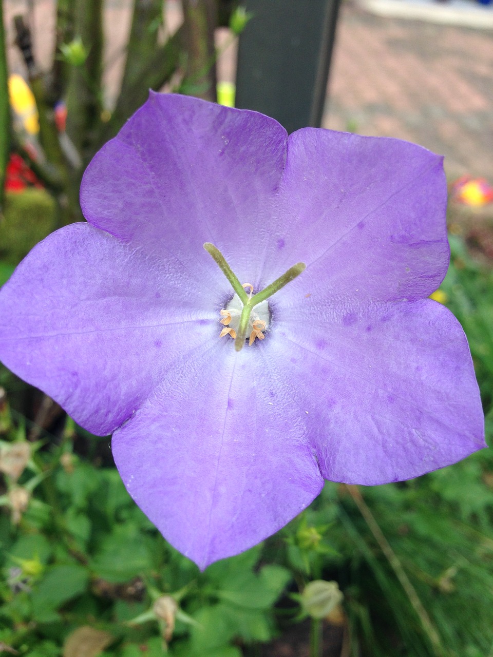 flower purple close free photo