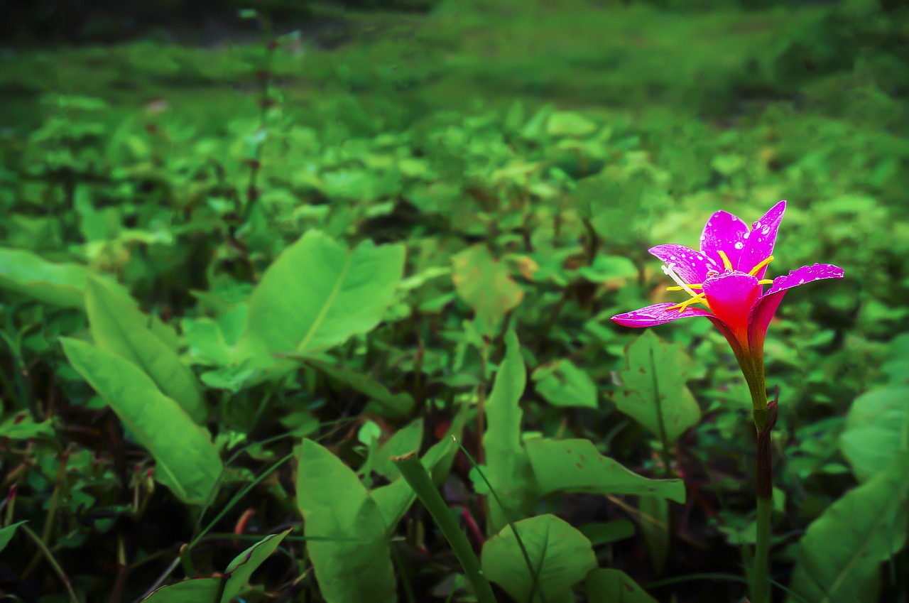 flower garden blooming free photo