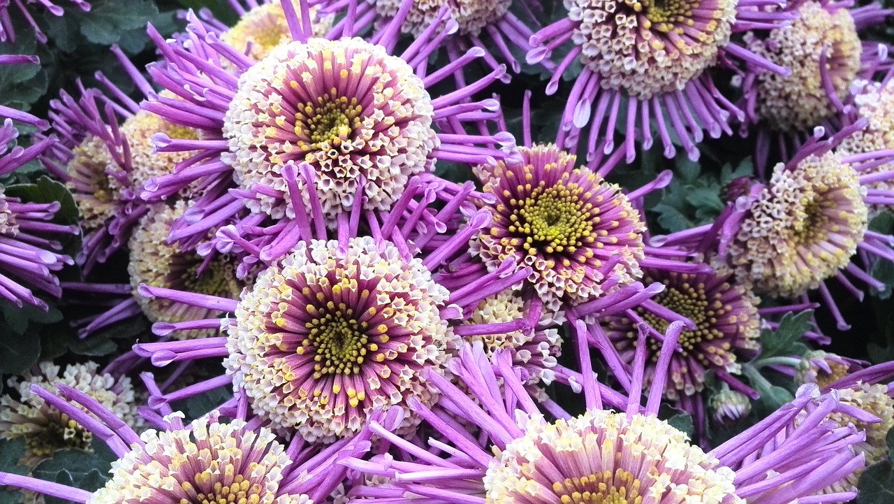 flower purple intensive free photo