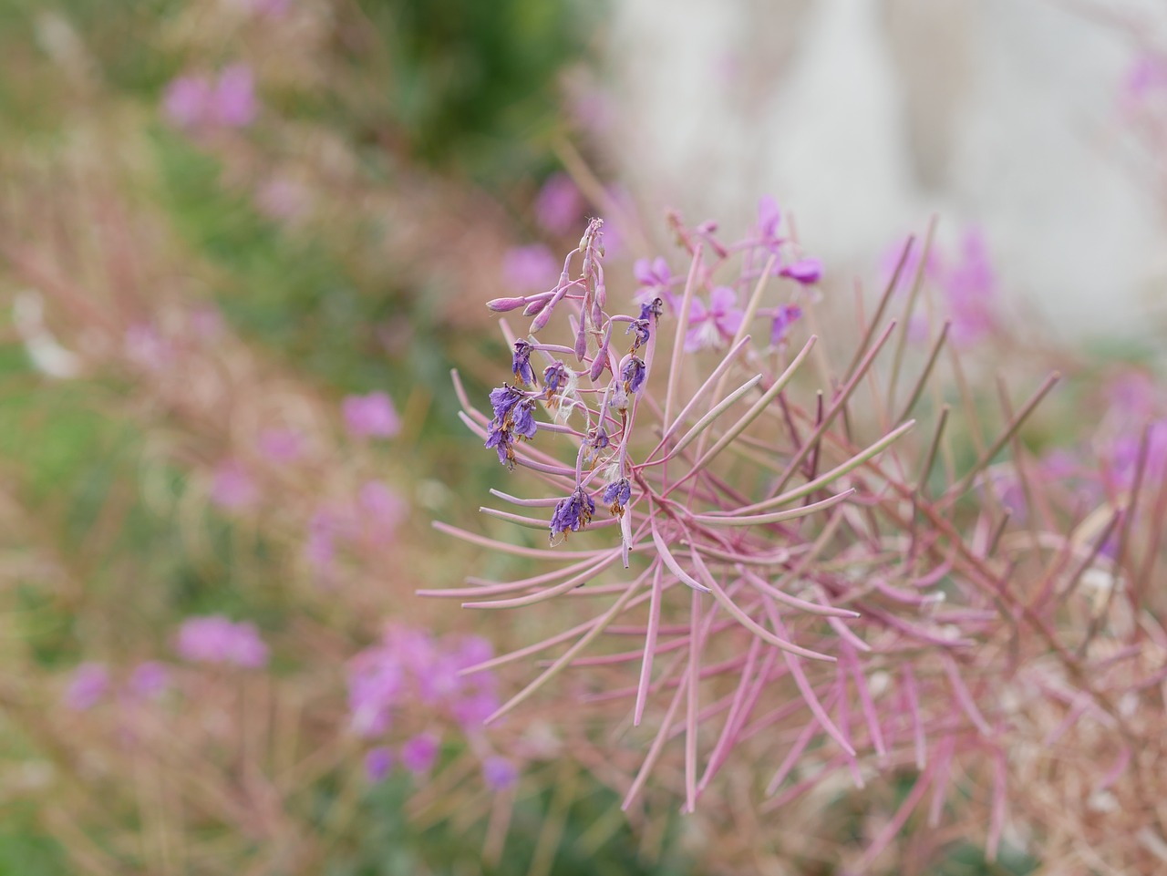 flower purple pink free photo