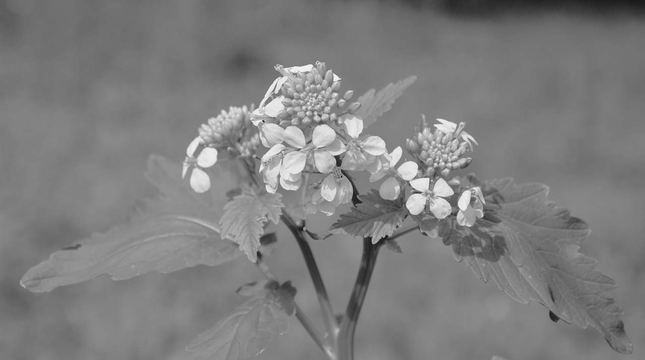 flower photo black white nature free photo