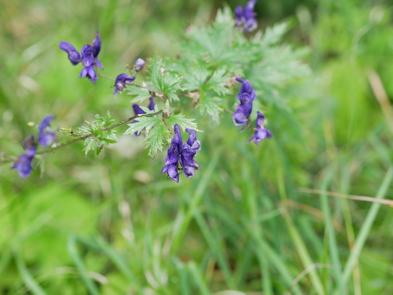 flower purple green free photo