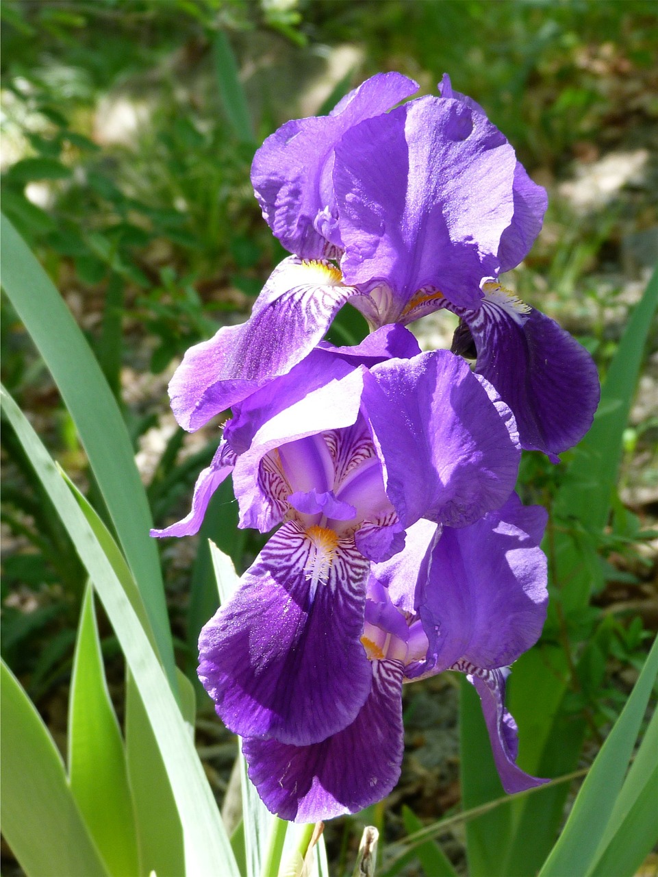 flower iris garden free photo