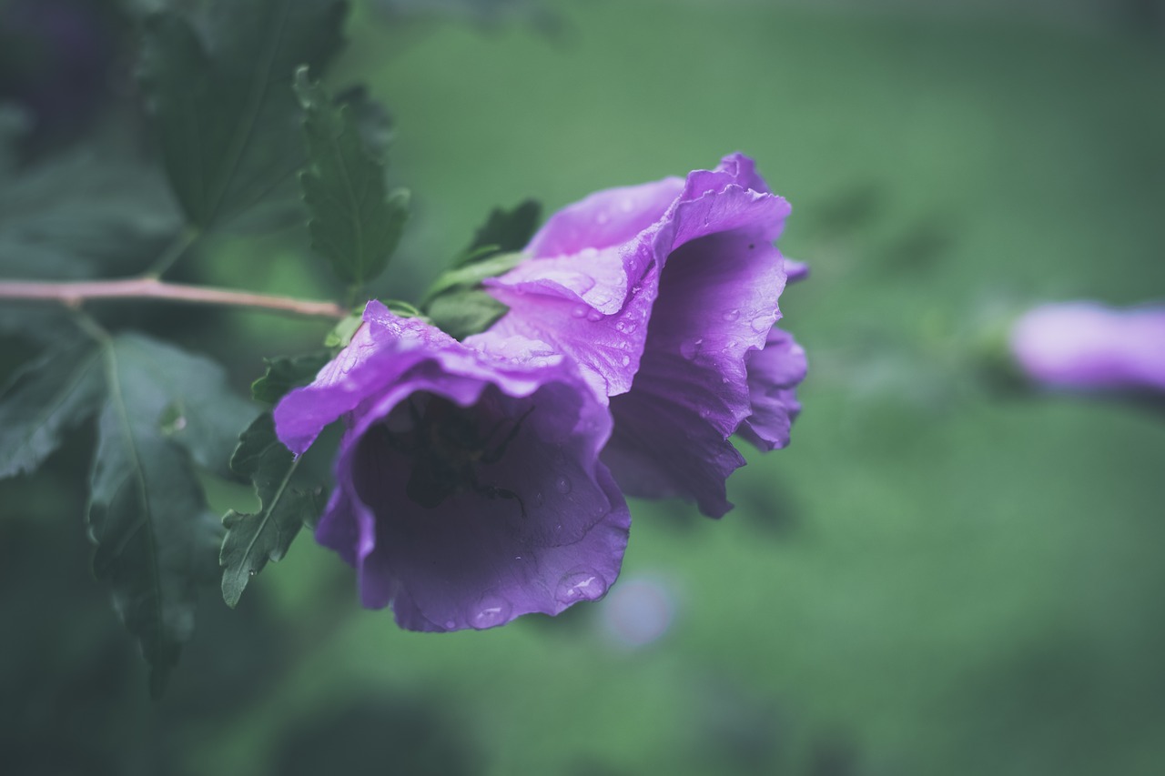 flower drop of water close free photo