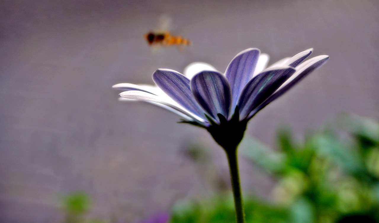 flower bee purple free photo