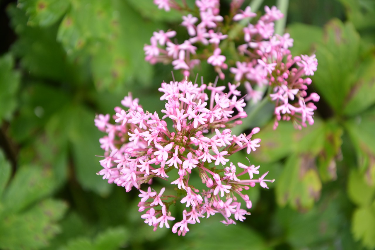 flower plant pink free photo