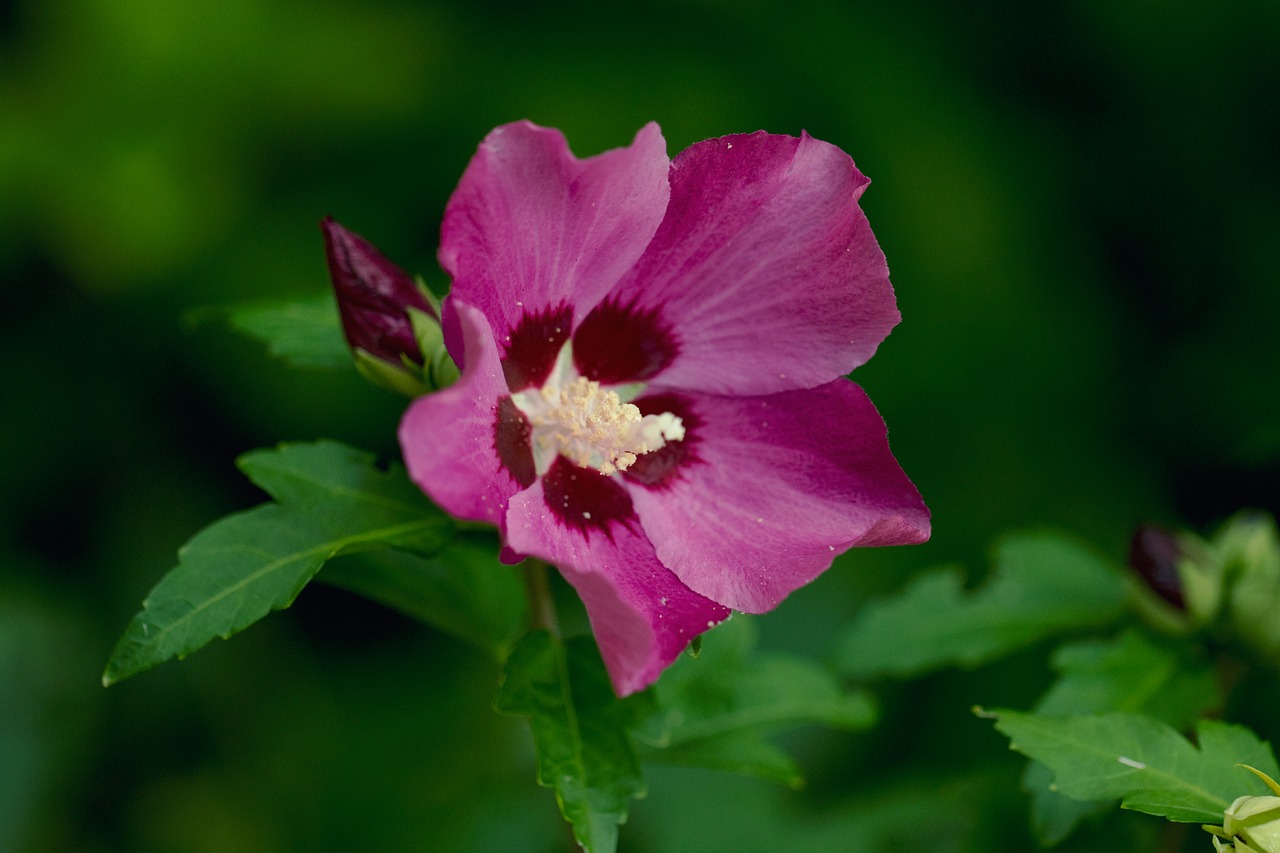 flower violet garden free photo