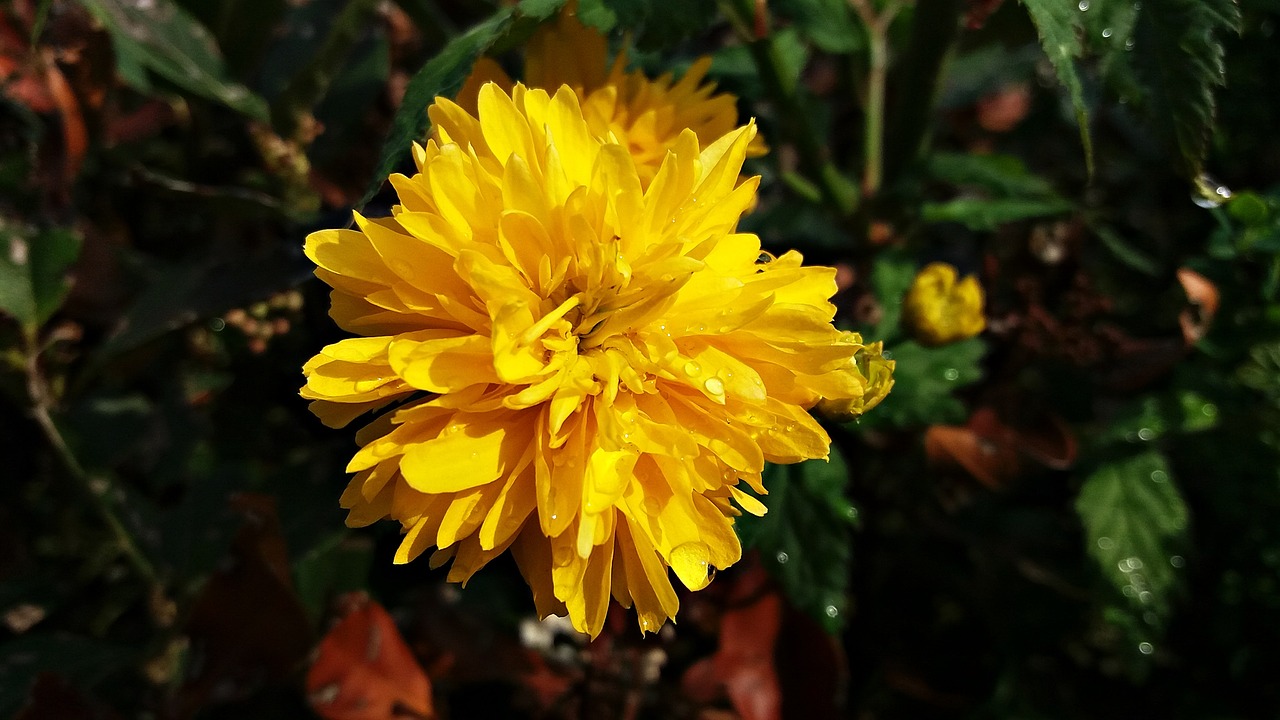 flower yellow nature free photo