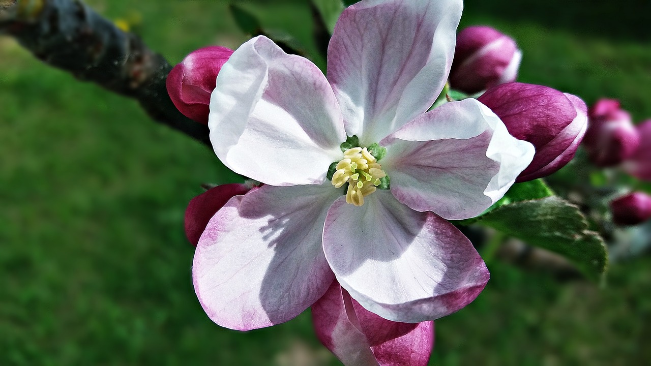 flower tree spring free photo