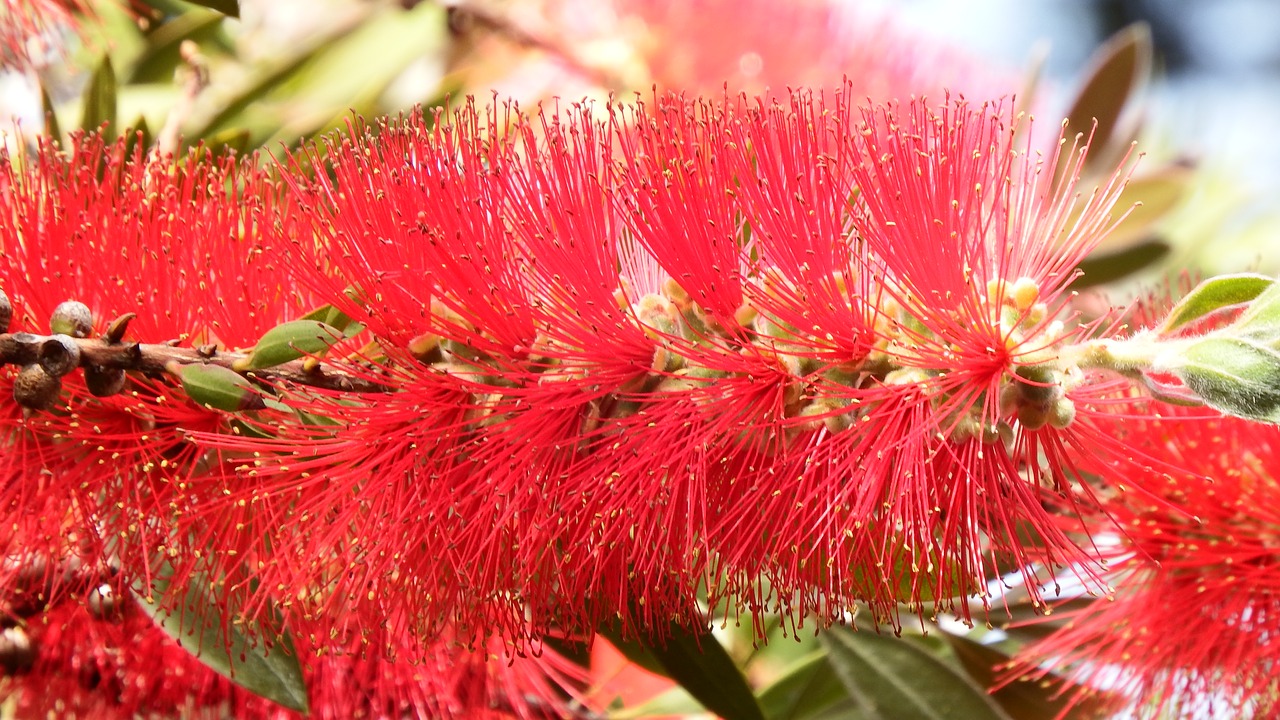 flower red floral free photo