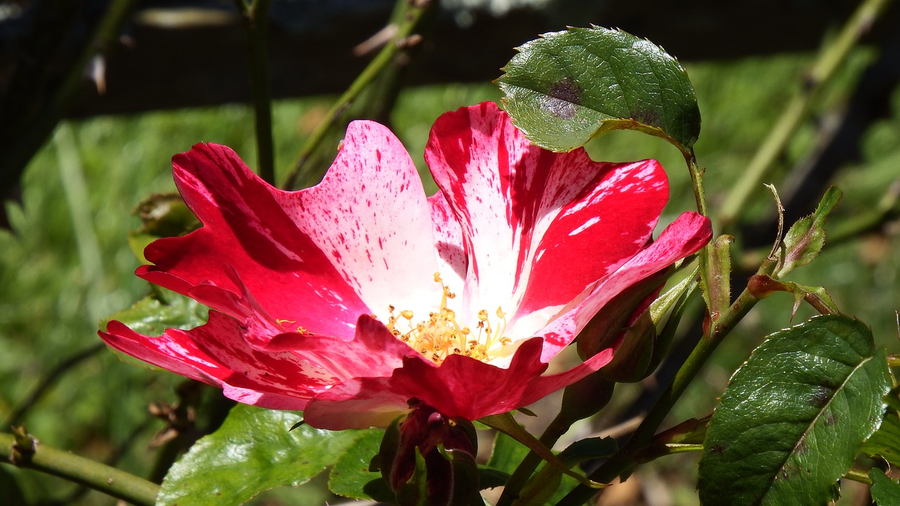 flower red floral free photo