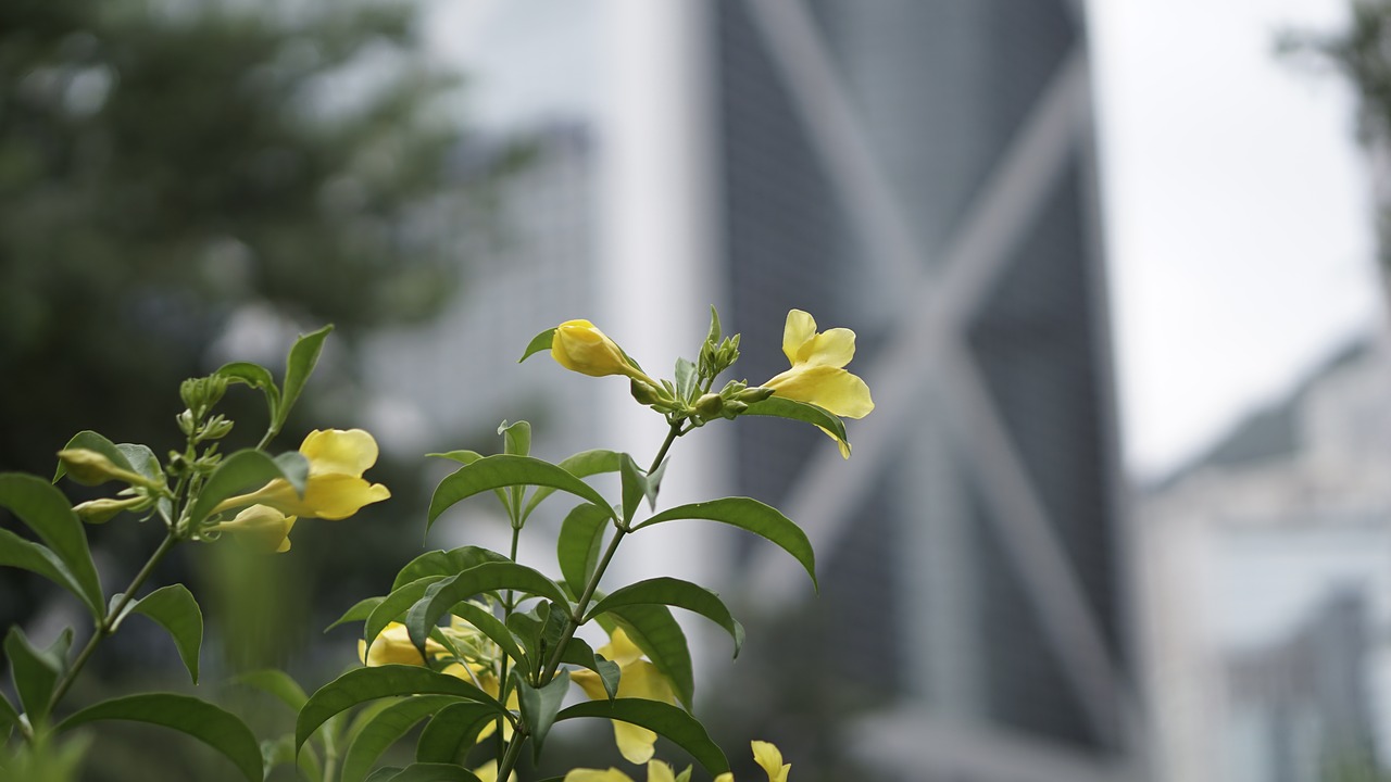 flower leaf bank of china tower free photo