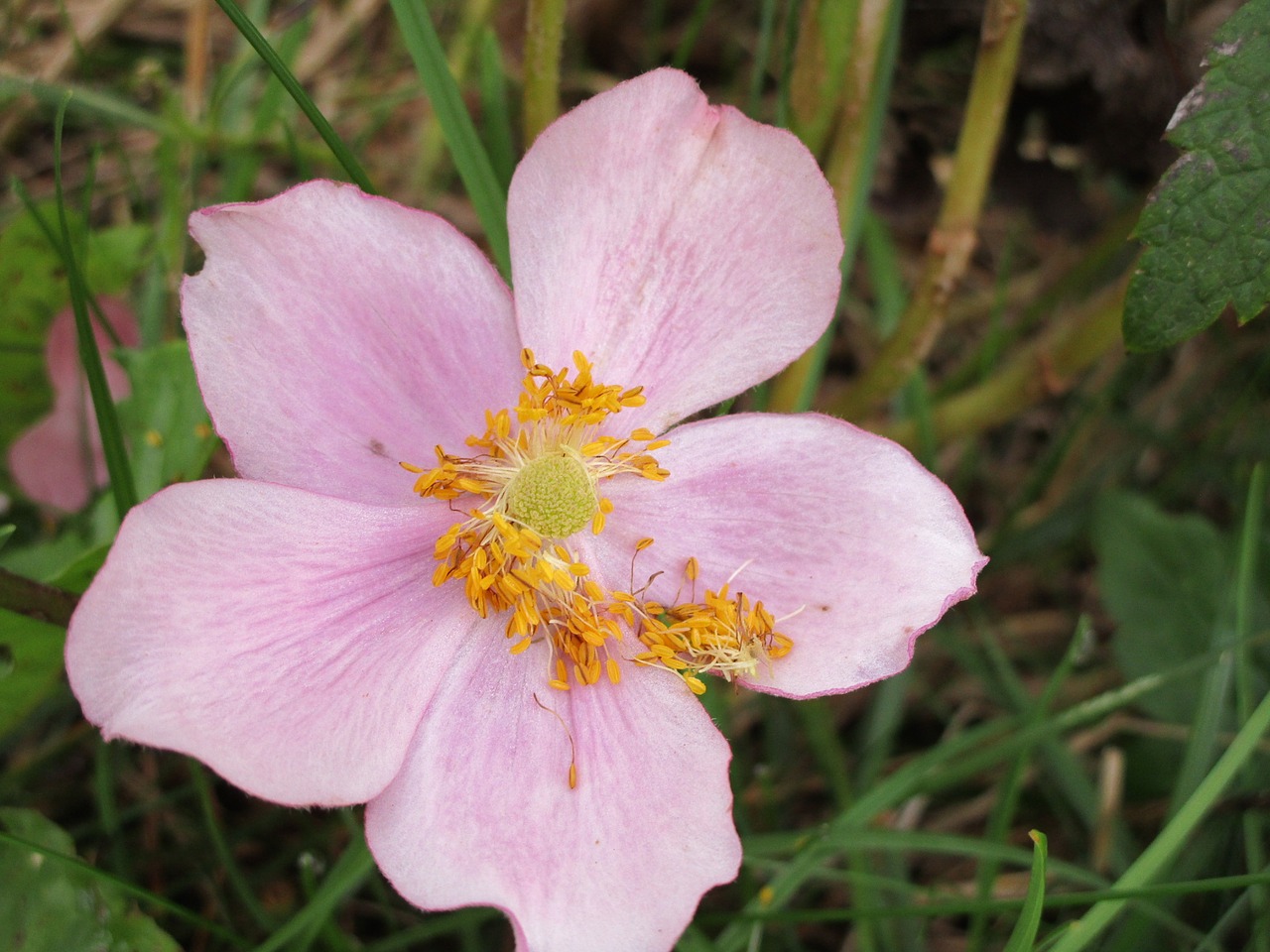 flower purple garden free photo