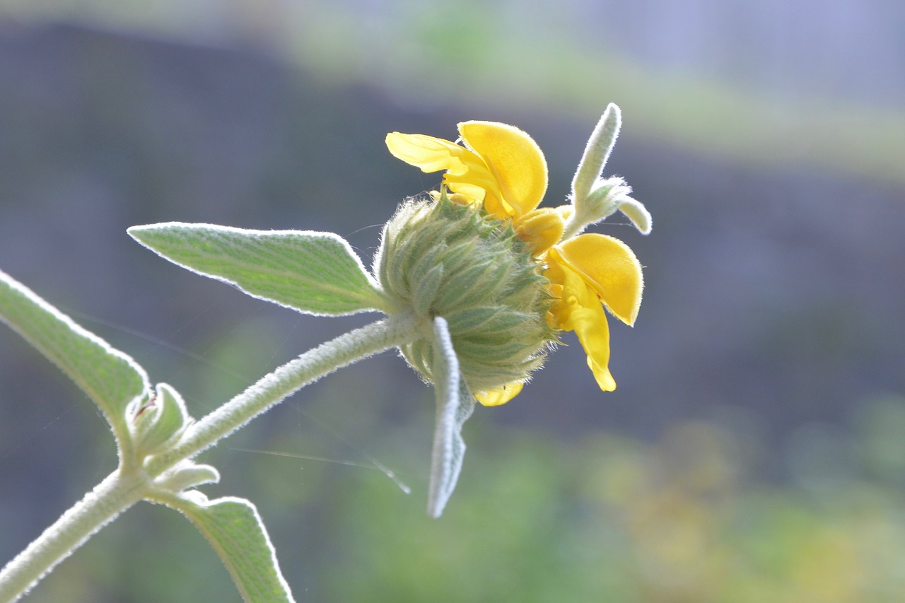 flower yellow plant free photo