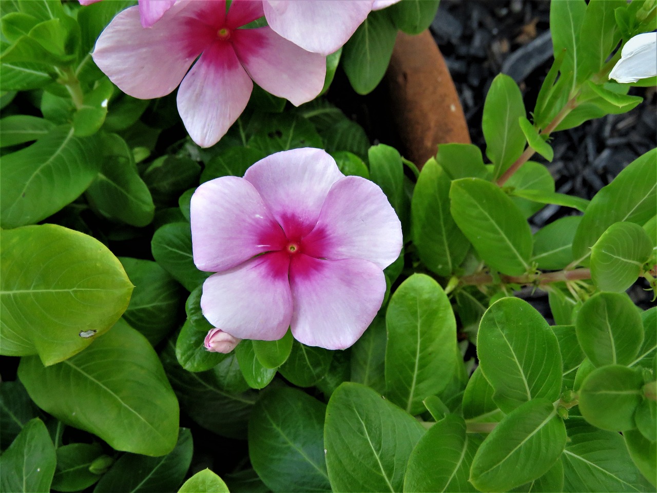 flower pink green free photo