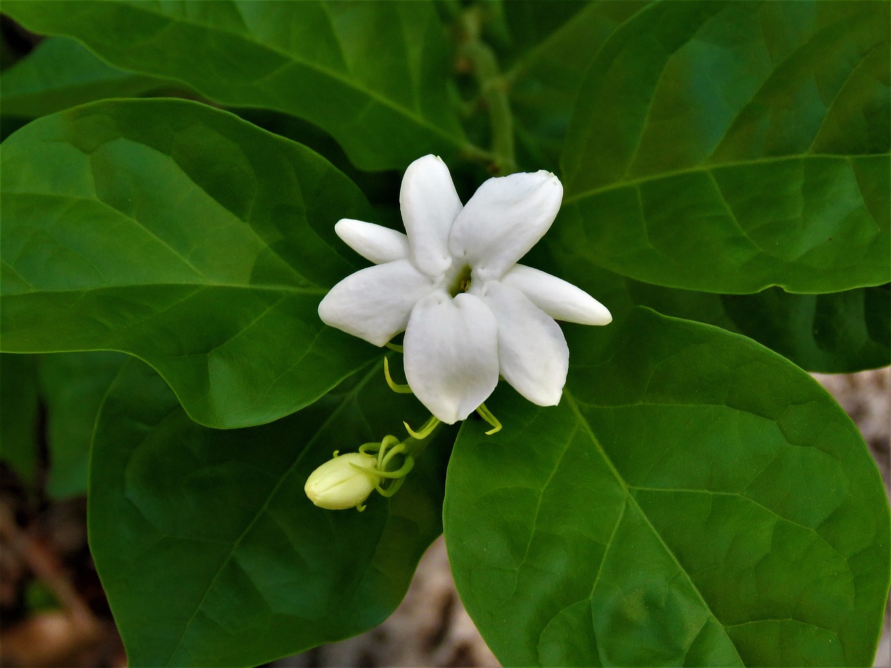 flower white green vine free photo