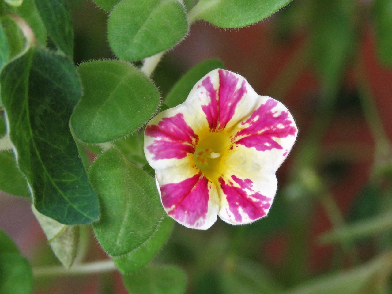 flower pink and white garden free photo