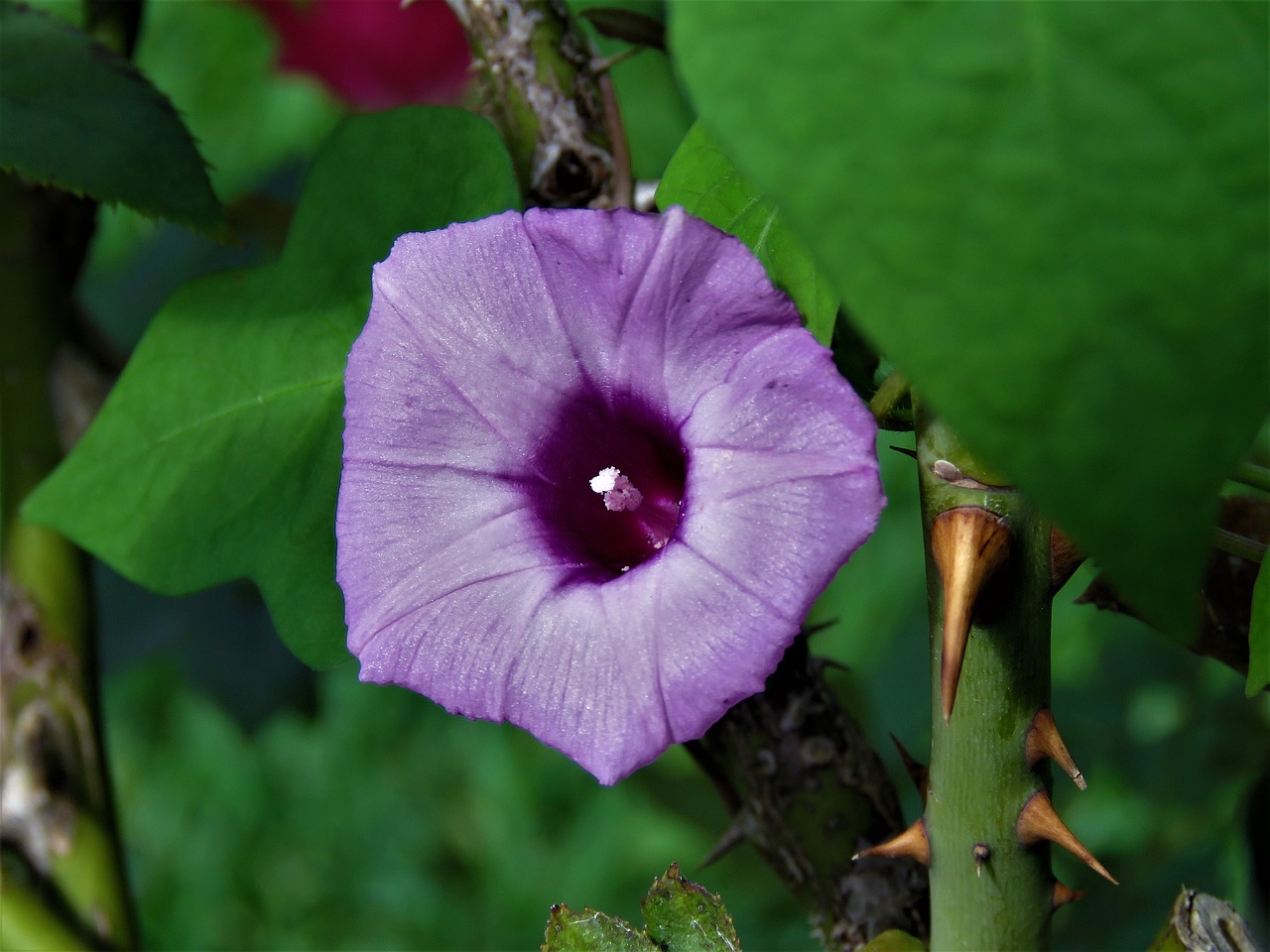 flower purple wildflower free photo