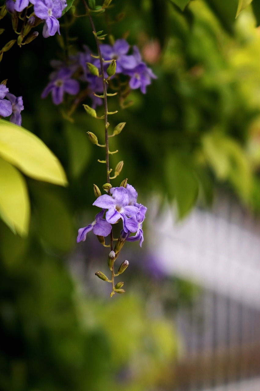 flower violet green free photo