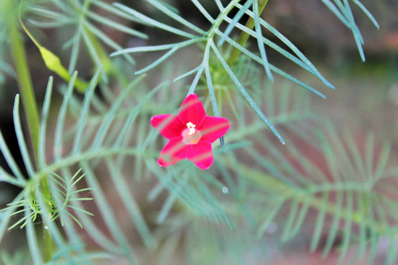 flower pink leaf free photo