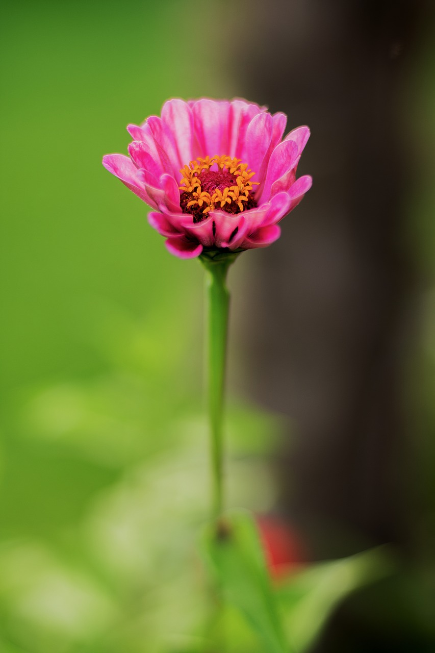 flower garden blossom free photo