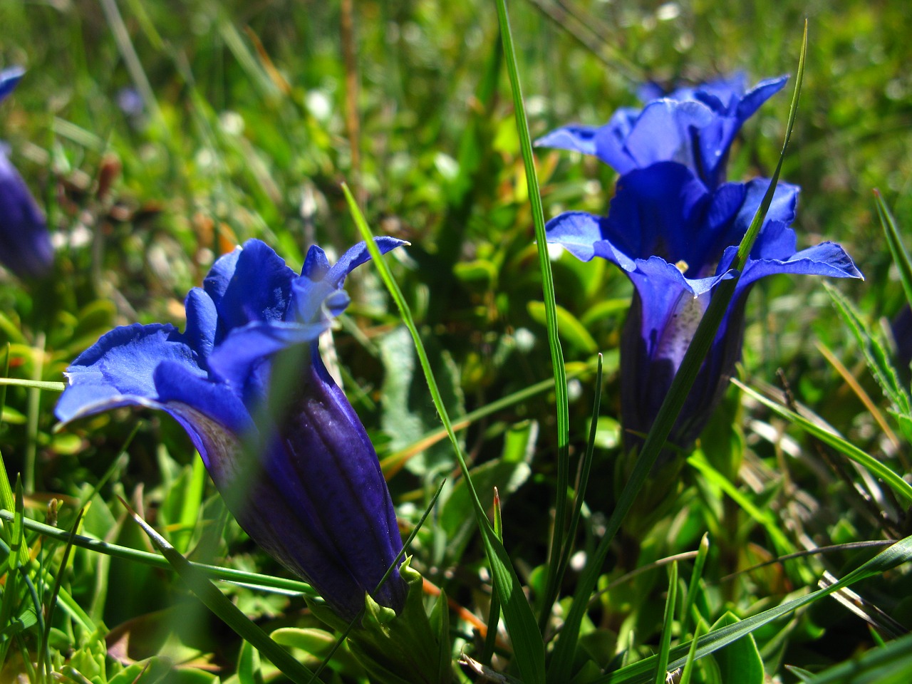 flower blue gentian free photo