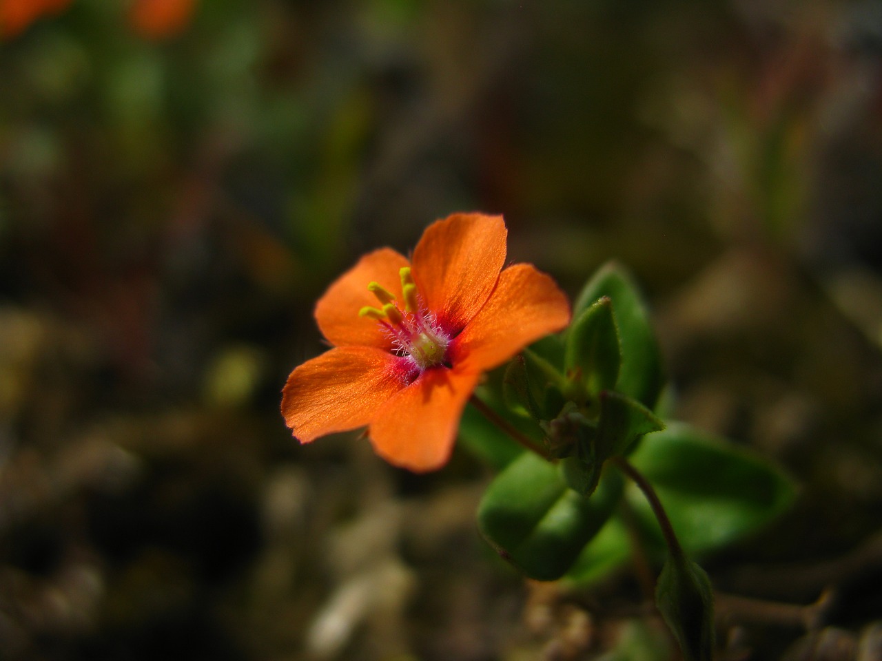 flower red red flowers free photo