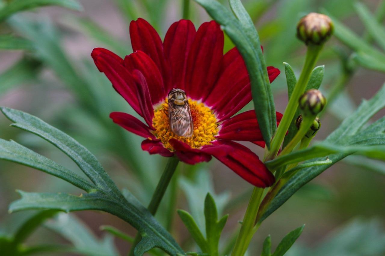 flower insect garden flower free photo